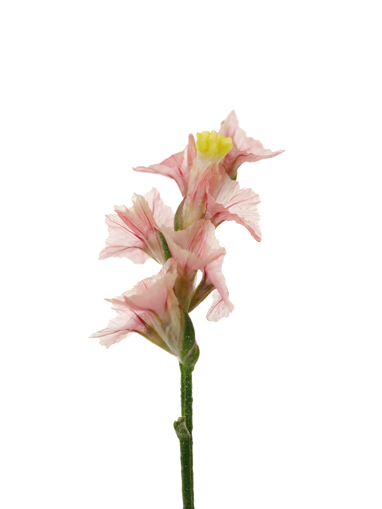 【生花】スターチス(ハイブリッド) 吉祥の花アップ