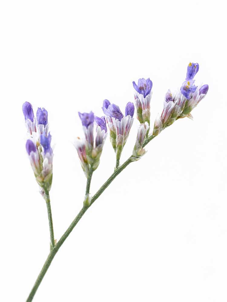 【生花】スターチス(ハイブリッド) ムーンライトの花アップ