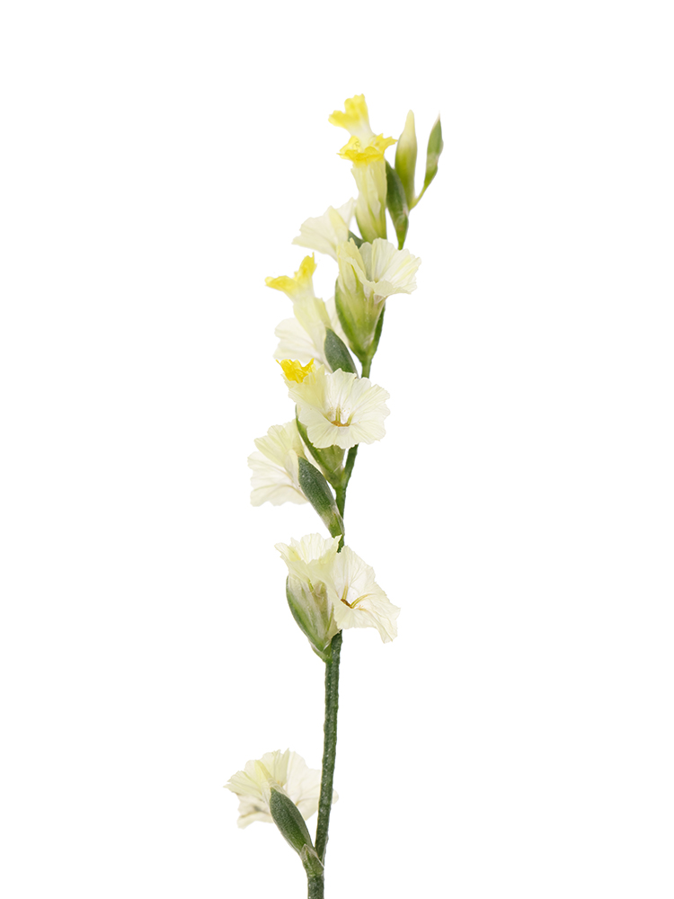 【生花】スターチス(ハイブリッド)黄 品種おまかせの花アップ