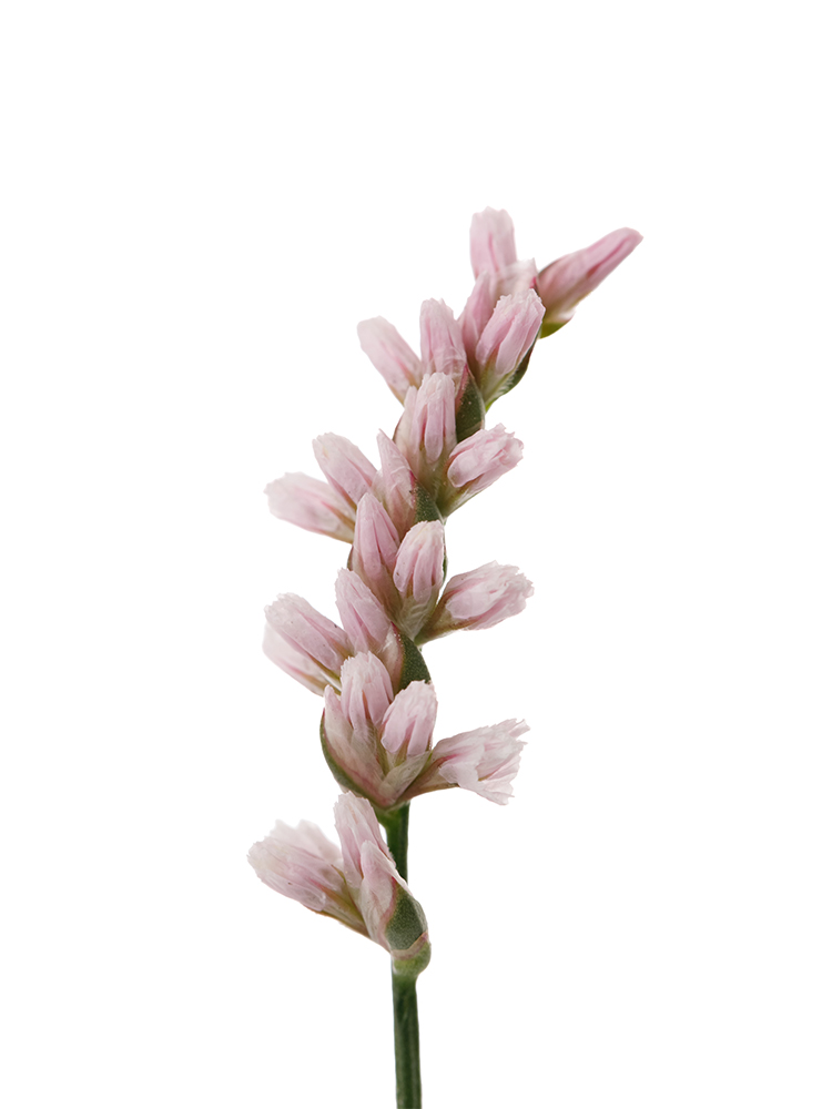 【生花】スターチス(ハイブリッド) 雲竜の花アップ