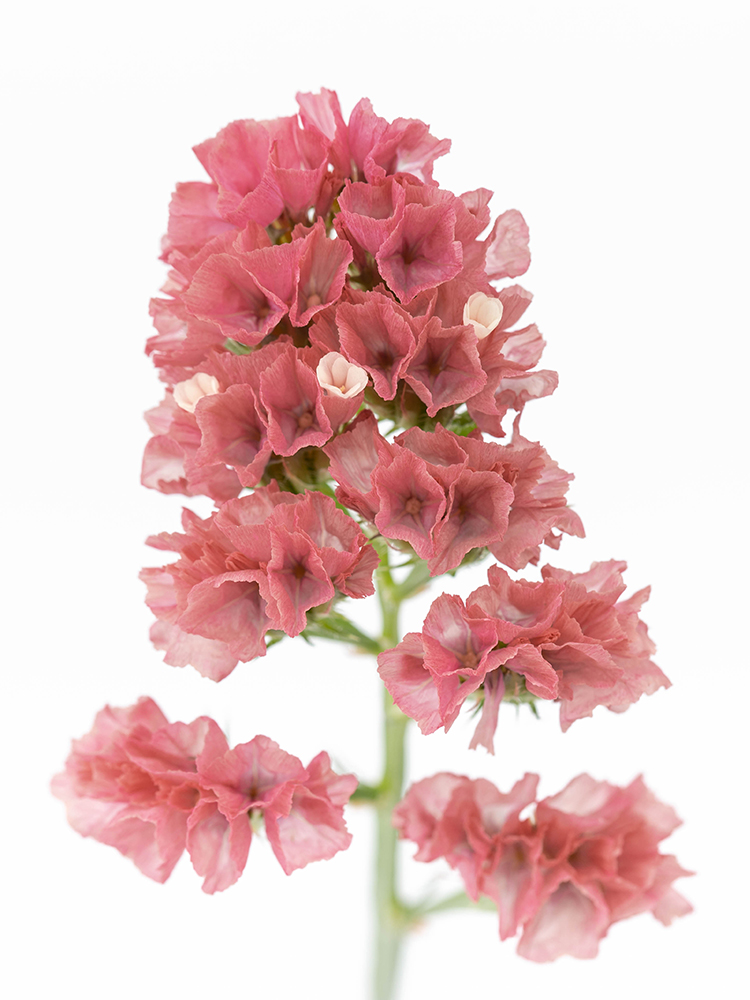 【生花】スターチス 大和の灯の花アップ