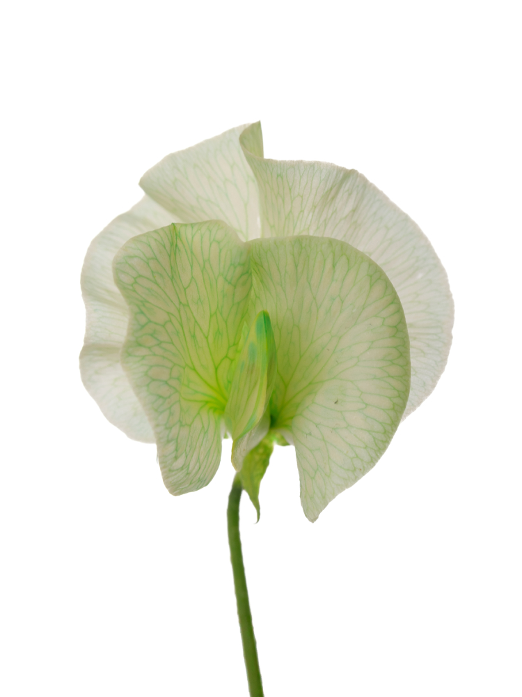 【生花】スイートピー(染め) アップルグリーンの花アップ