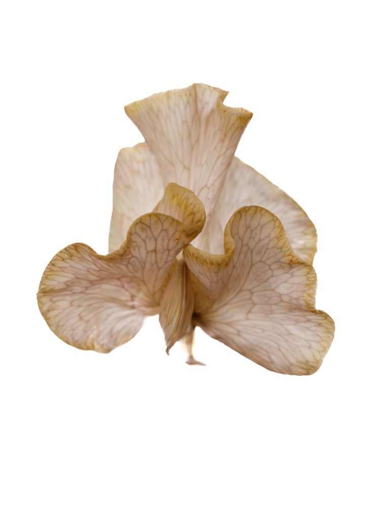 【生花】スイートピー(染め) ブラウンの花アップ