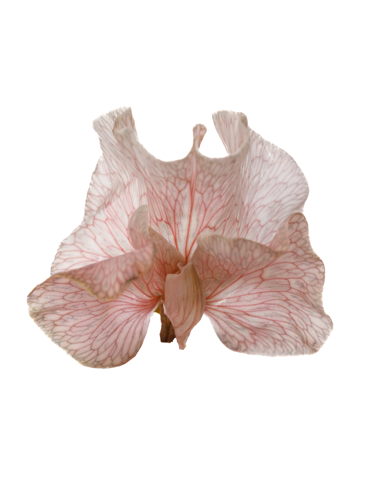 【生花】スイートピー(染め) カフェオレの花アップ