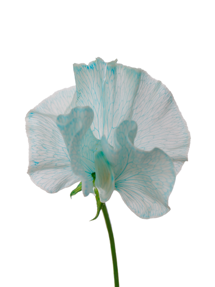 【生花】スイートピー(染め) スカイブルーの花アップ