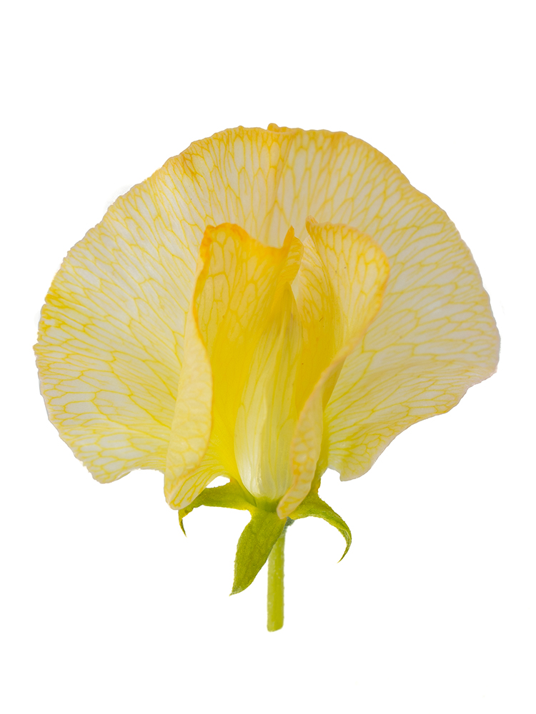 【生花】スイートピー アプリコットの花アップ