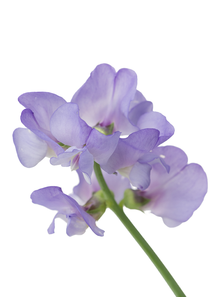 【生花】スイートピー ブルーフレグランスの花アップ