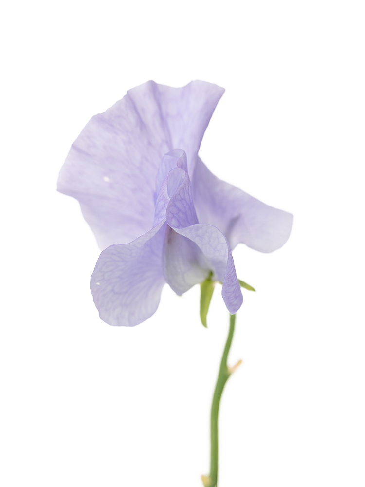 【生花】スイートピー ファーストの花アップ