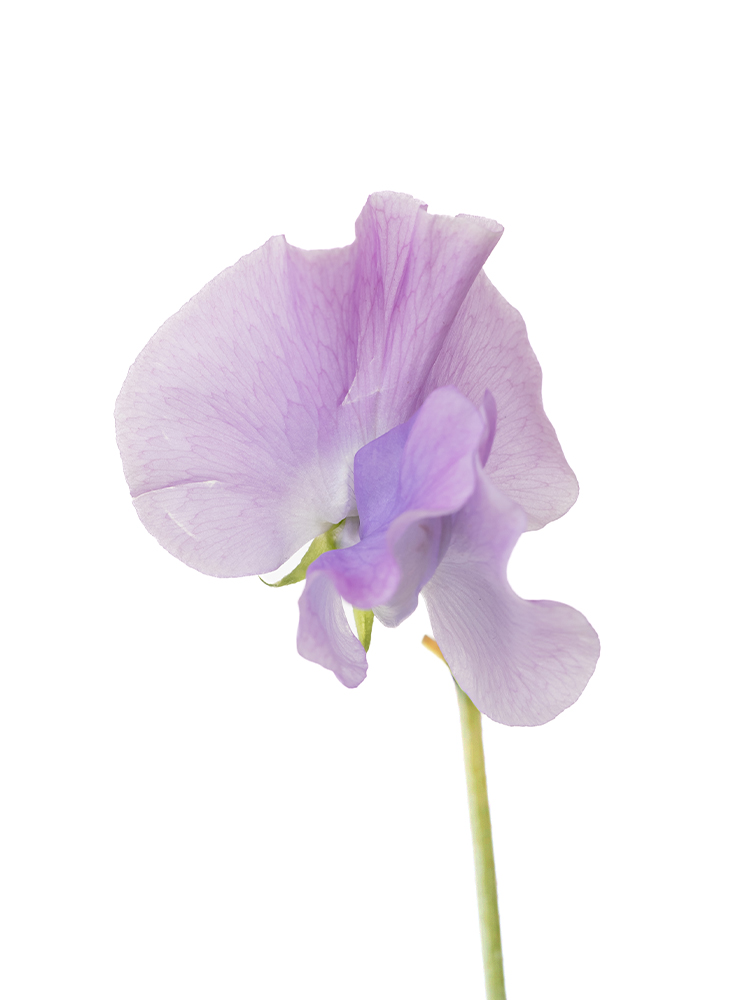 【生花】スイートピー グレースの花アップ