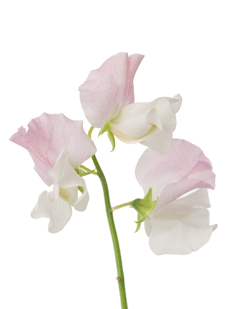 生花】スイートピー 恋式部【薄ピンク/45cm/宮崎県】｜Flower