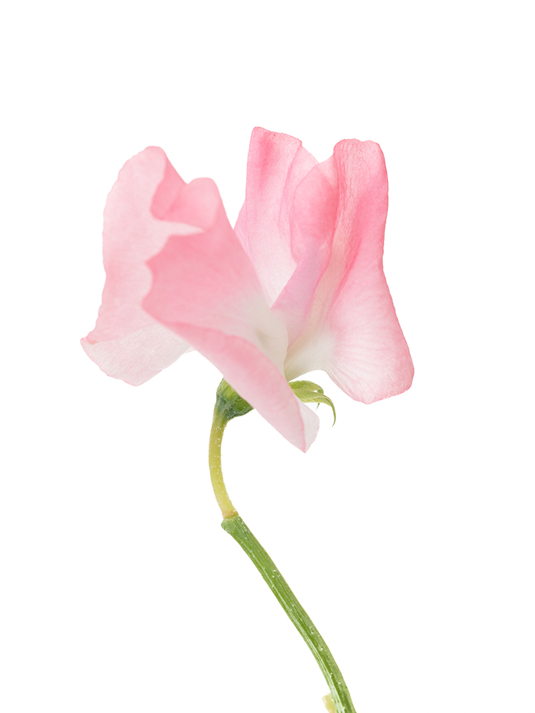 【生花】スイートピー 品種おまかせ(濃ピンク)の花アップ