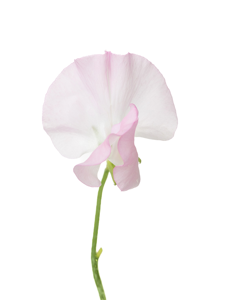 【生花】スイートピー(薄ピンク) 品種おまかせ　※花サイズ大の花アップ