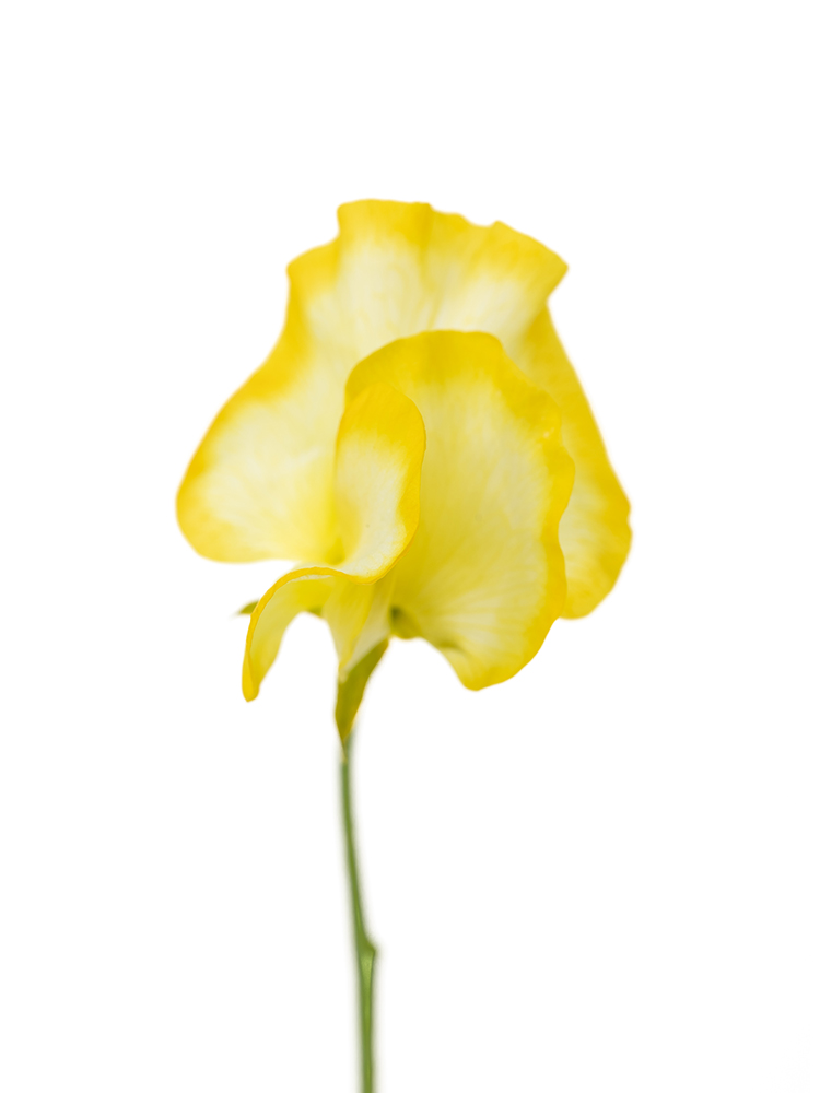 【生花】スイートピー(黄) 品種おまかせの花アップ