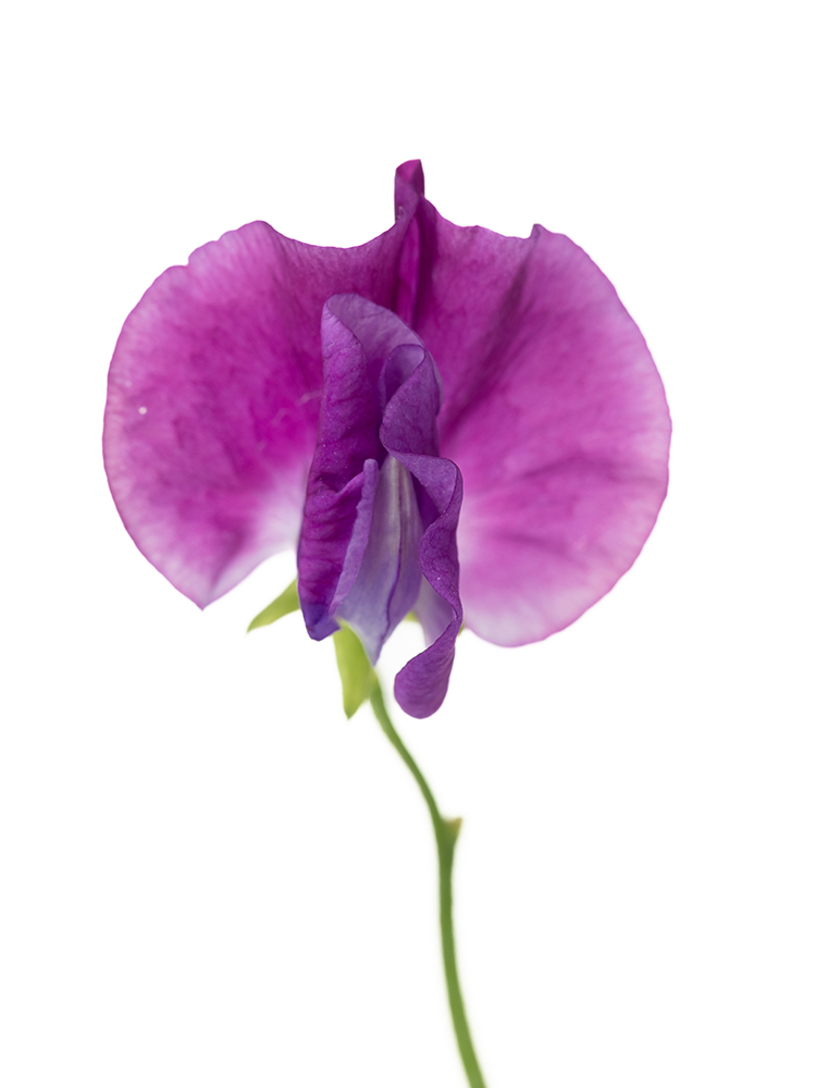 【生花】スイートピー ローヤルクイーンの花アップ