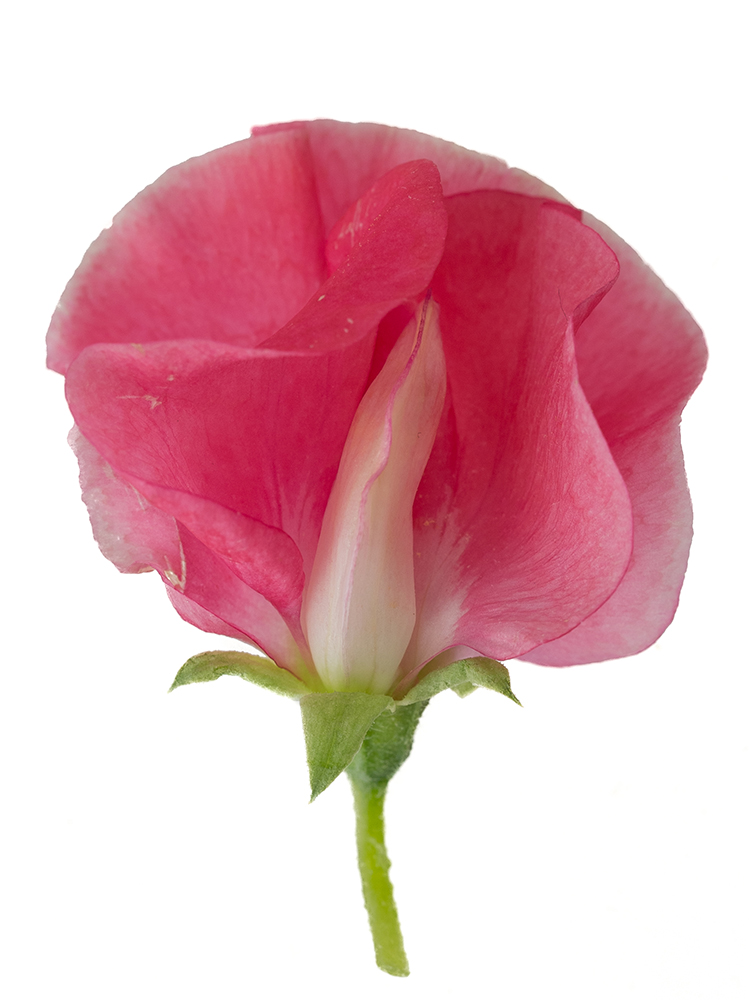 【生花】スイートピー スカーレットの花アップ