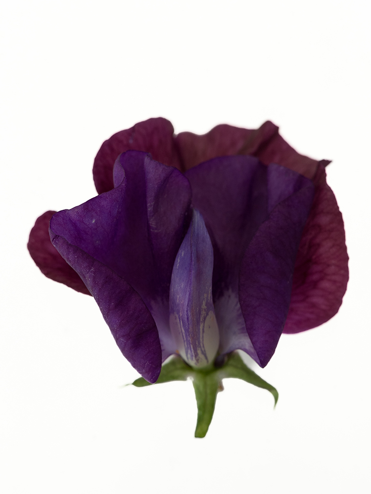 【生花】スイートピー ビオラの花アップ