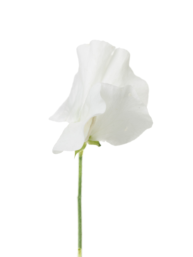 【生花】スイートピー ウエディングの花アップ