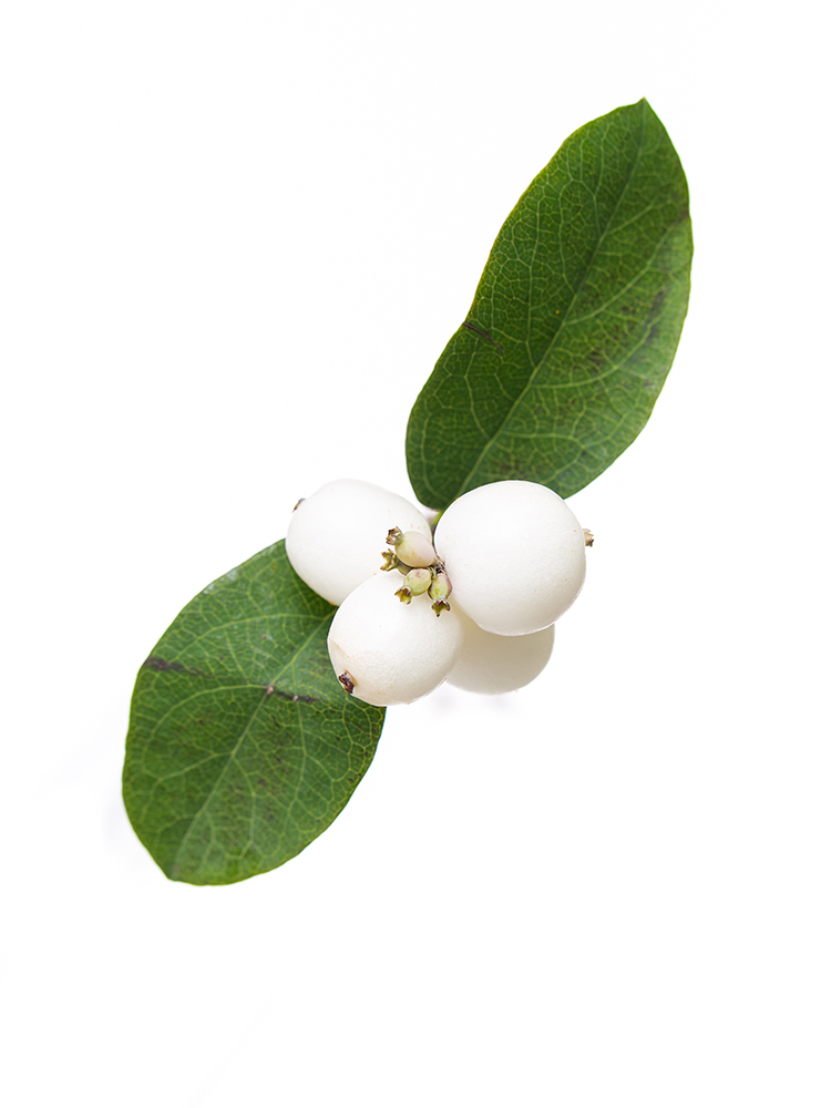 【生花】シンフォリカルポス ホワイトヘッジの花アップ