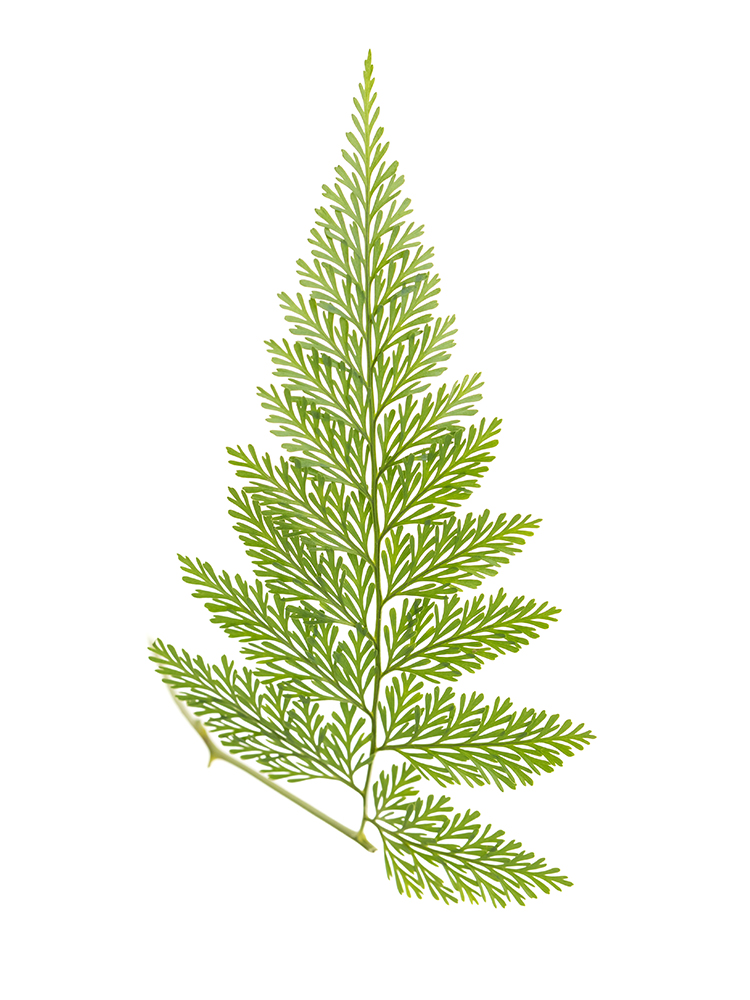 【入荷花材】タバリアファン　品種おまかせ(緑)の花アップ