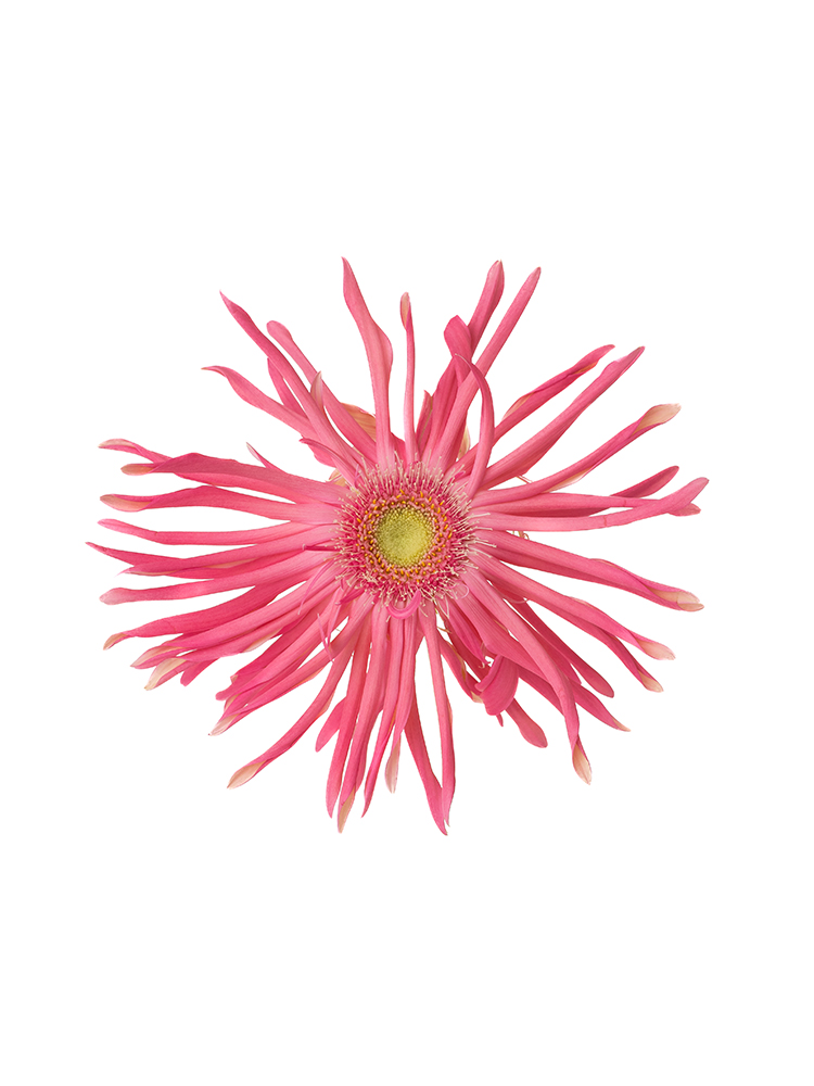 【生花】大輪ガーベラ(パスタ咲き) パスタトスカーナの花アップ