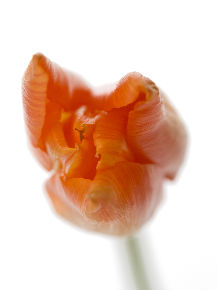 【生花】チューリップ(ユリ咲き) バレリーナの花アップ