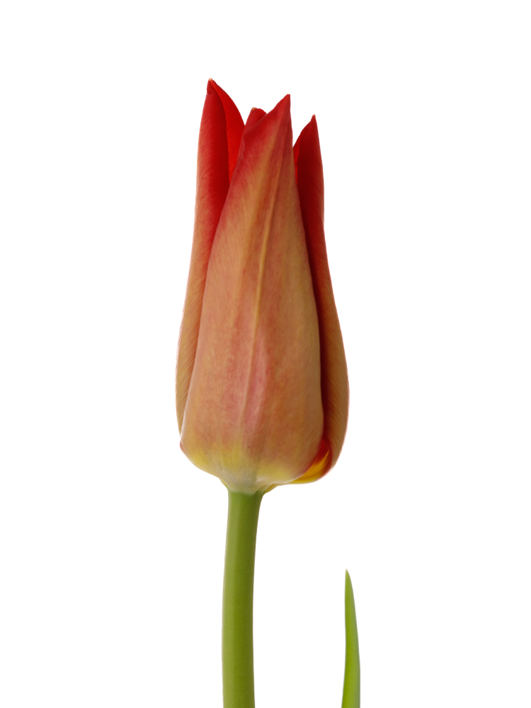 【生花】チューリップ(ユリ咲き) キャンドルルージュの花アップ