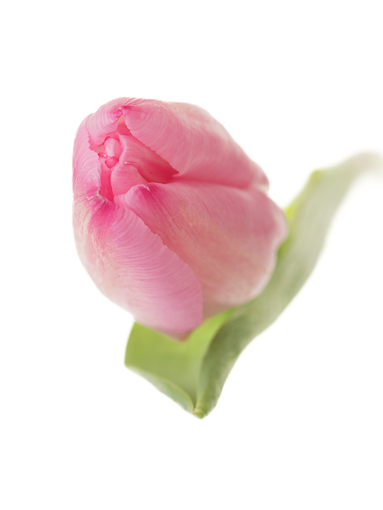 【生花】チューリップ クリスマスドリームの花アップ