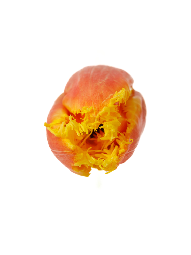 【生花】チューリップ(フリンジ咲き) ダベンポートの花アップ