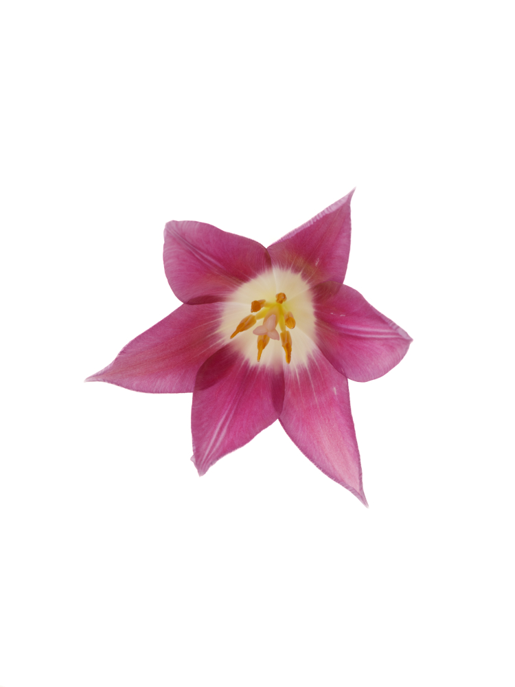 【生花】チューリップ(ユリ咲き) 夢の紫の花アップ