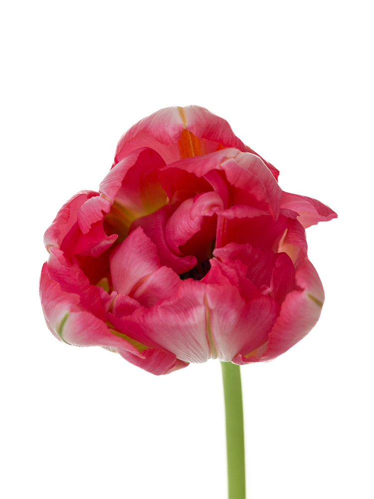 【生花】チューリップ(八重咲き) フラッシュポイントの花アップ