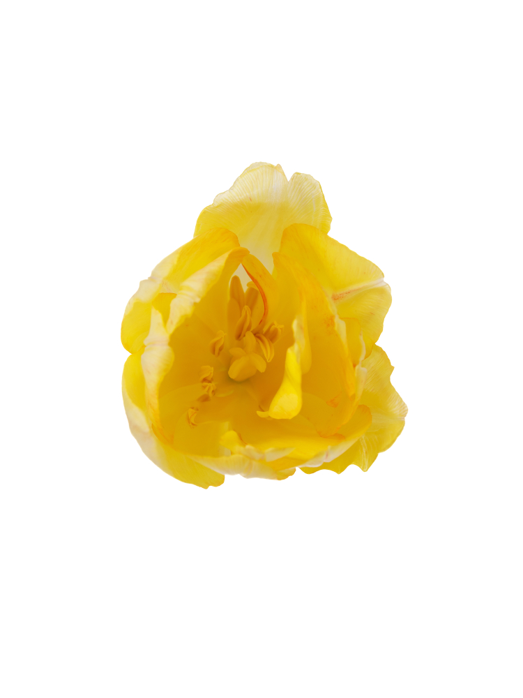 【生花】チューリップ(八重咲き) フォクシーフォックストロットの花アップ