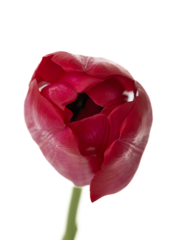 【生花】チューリップ イルデフランスの花アップ