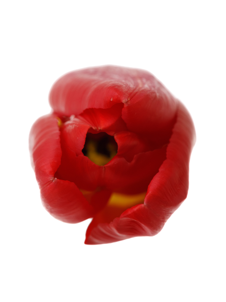 【生花】チューリップ(赤) 品種おまかせの花アップ