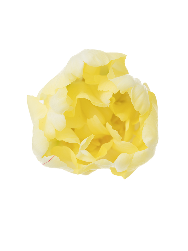 【生花】チューリップ 品種おまかせ(白)の花アップ