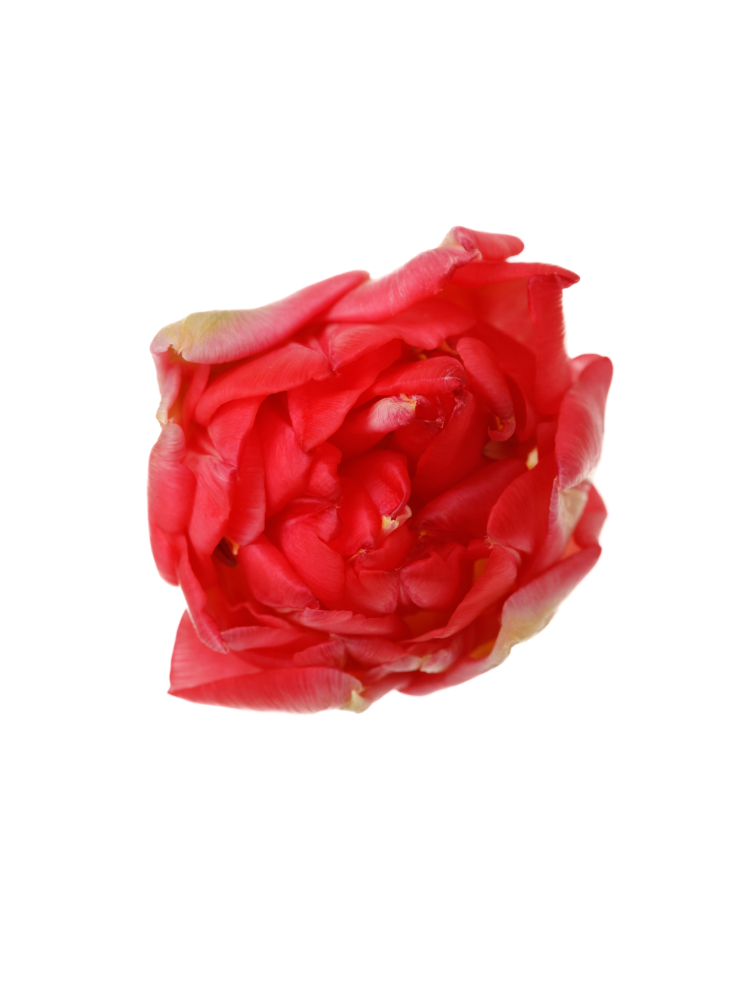 【生花】チューリップ(八重咲き) パンプローナの花アップ