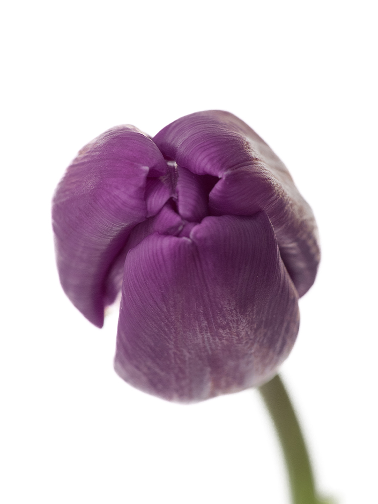 【生花】チューリップ パープルフラッグの花アップ