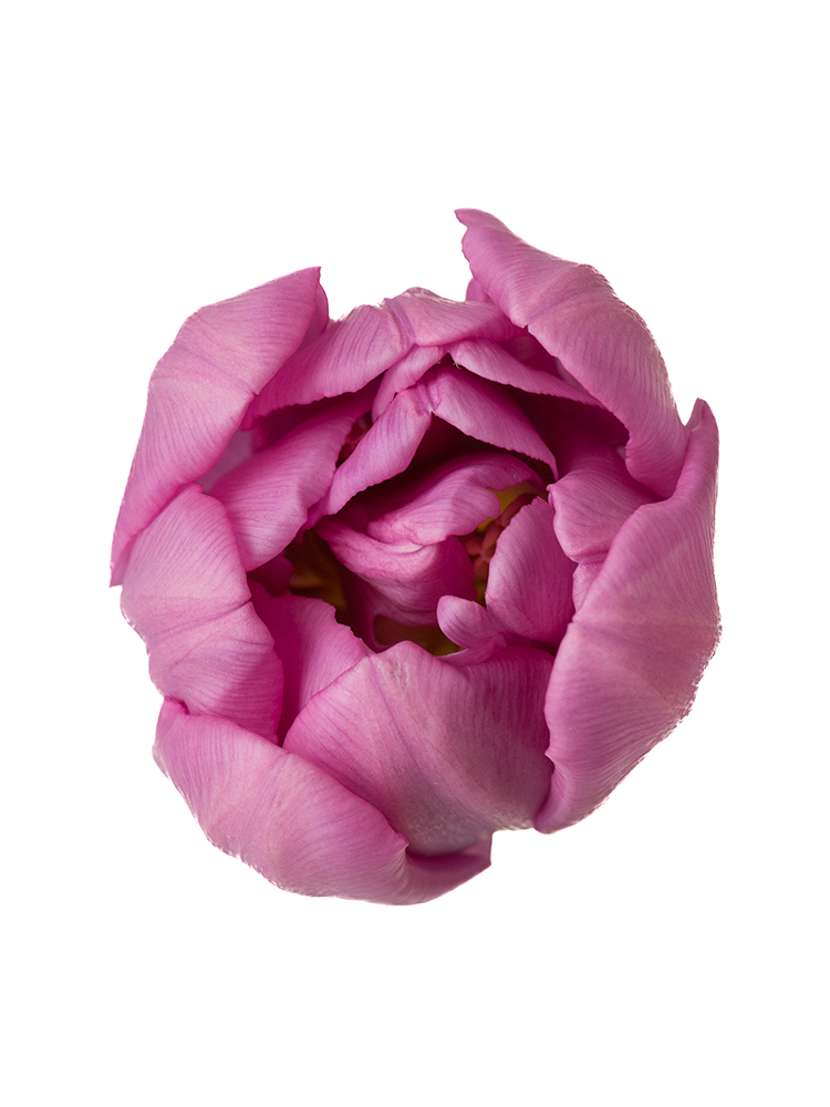 【翌日発送】チューリップ(八重咲き)　パープルスカイの花アップ