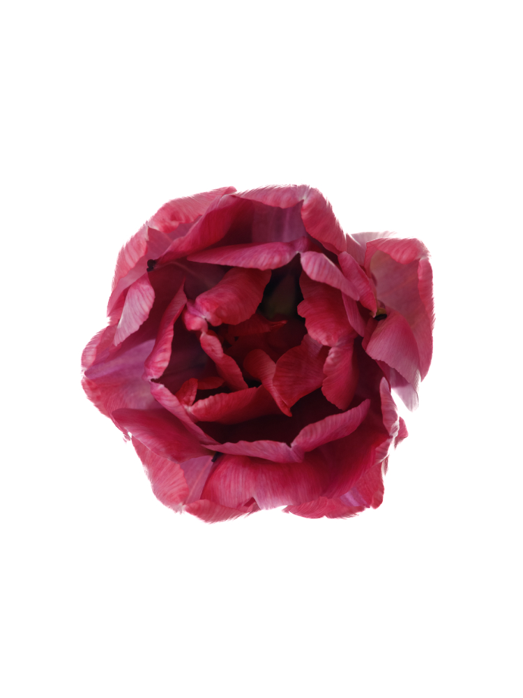 【生花】チューリップ(八重咲き) ロージーダイヤモンドの花アップ