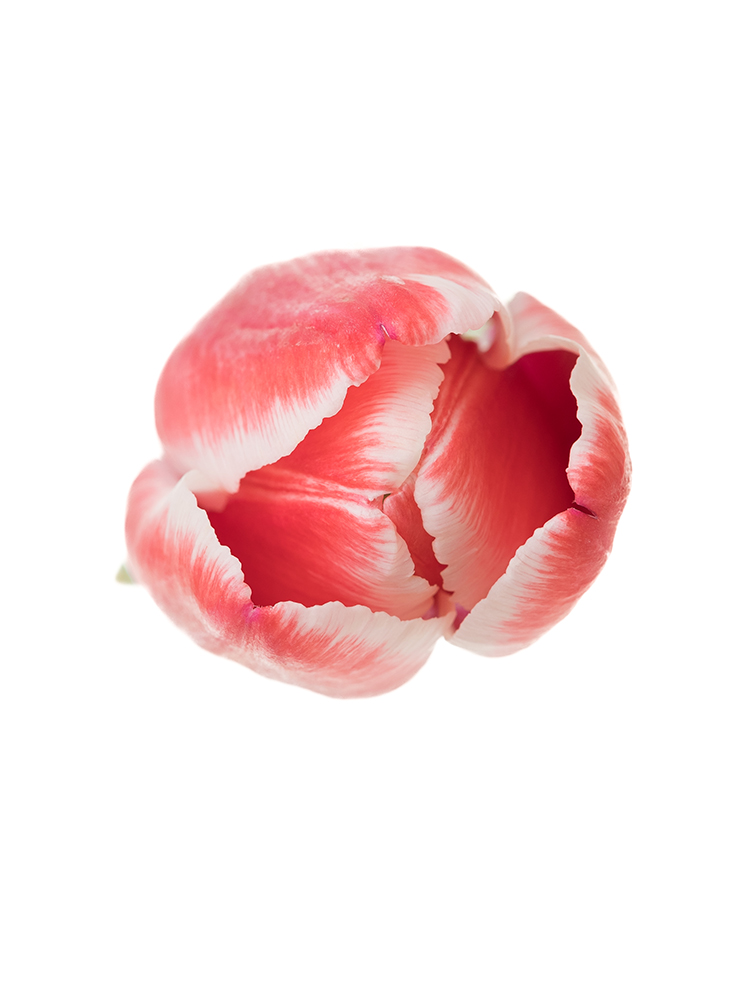 生花】チューリップ タイムレス【赤白/40cm/新潟県】｜Flower