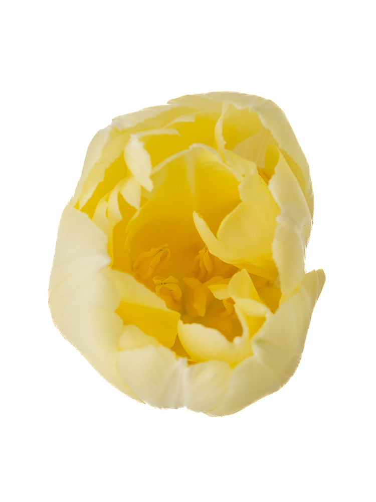 【生花】チューリップ(八重咲き) ベロナの花アップ