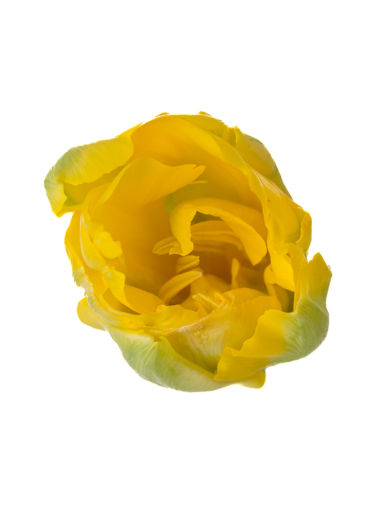 【生花】チューリップ 品種おまかせ(八重咲き)黄の花アップ