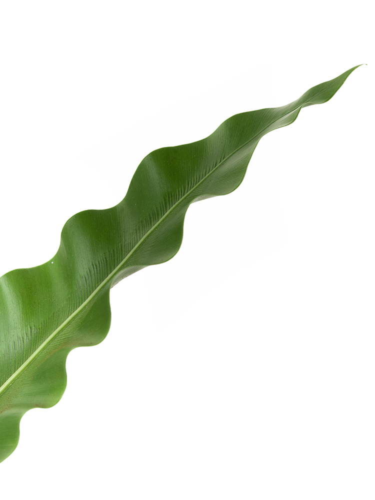 【生花】タニワタリ 品種おまかせ(緑)の花アップ