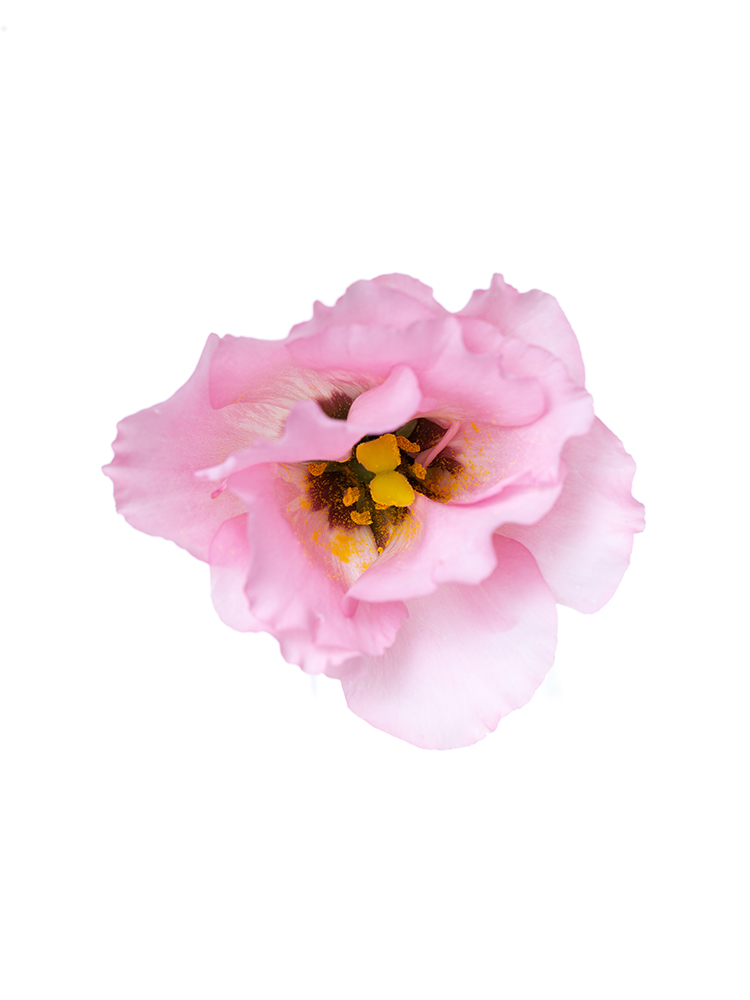 【生花】トルコキキョウ コレゾライトピンクの花アップ