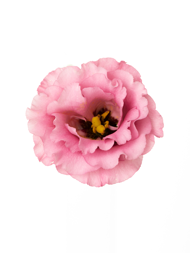 【生花】トルコキキョウ ラビアージュの花アップ