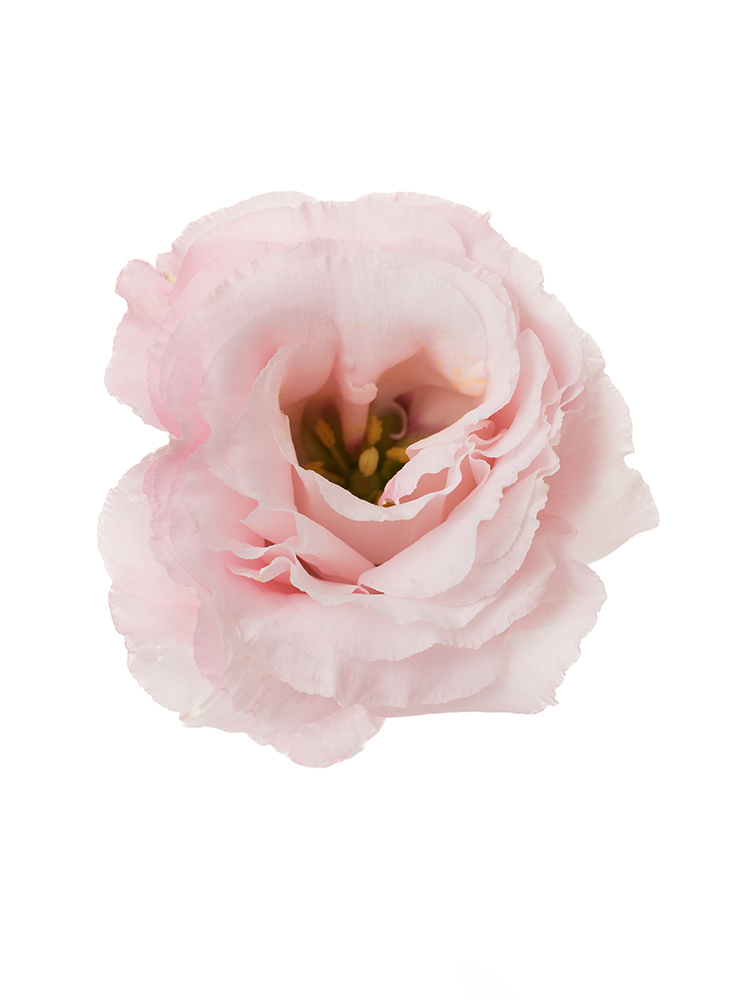 【生花】トルコキキョウ パレオクリアピンクの花アップ