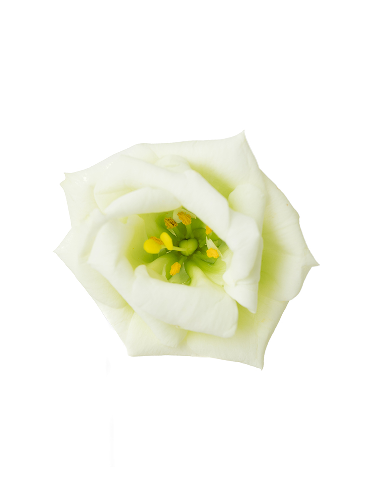 【生花】トルコキキョウ ロジーナグリーン3の花アップ