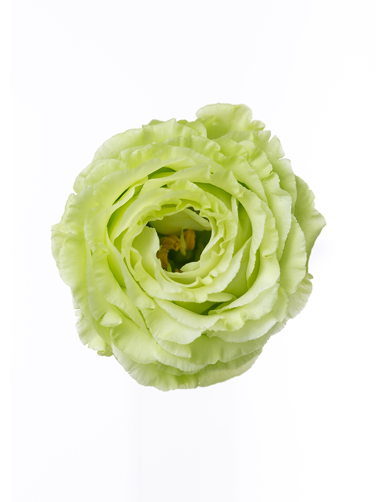 【生花】トルコキキョウ アンバーWミント2の花アップ