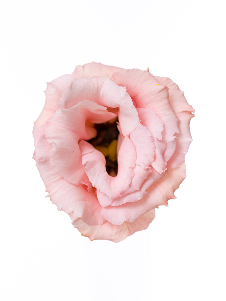 【入荷花材】トルコキキョウ　ボヤージュアプリコットの花アップ