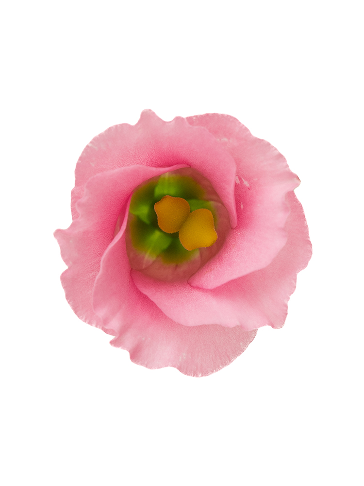 【生花】トルコキキョウ・無花粉(ピンク) 品種おまかせの花アップ