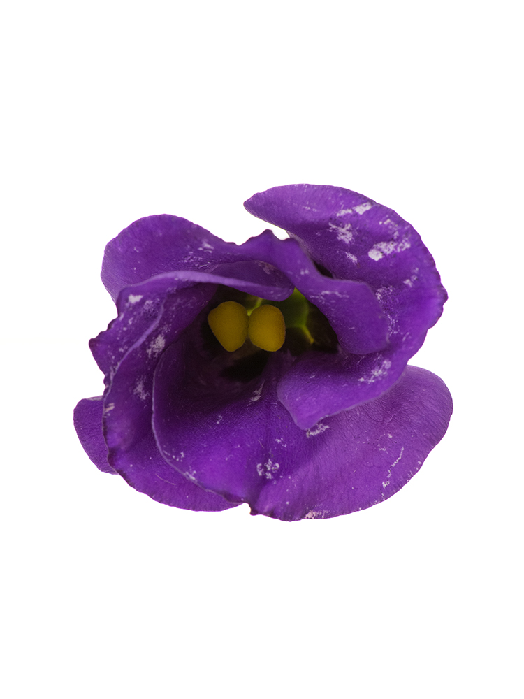 【生花】トルコキキョウ・無花粉(紫) 品種おまかせの花アップ